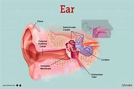 ear trumpet